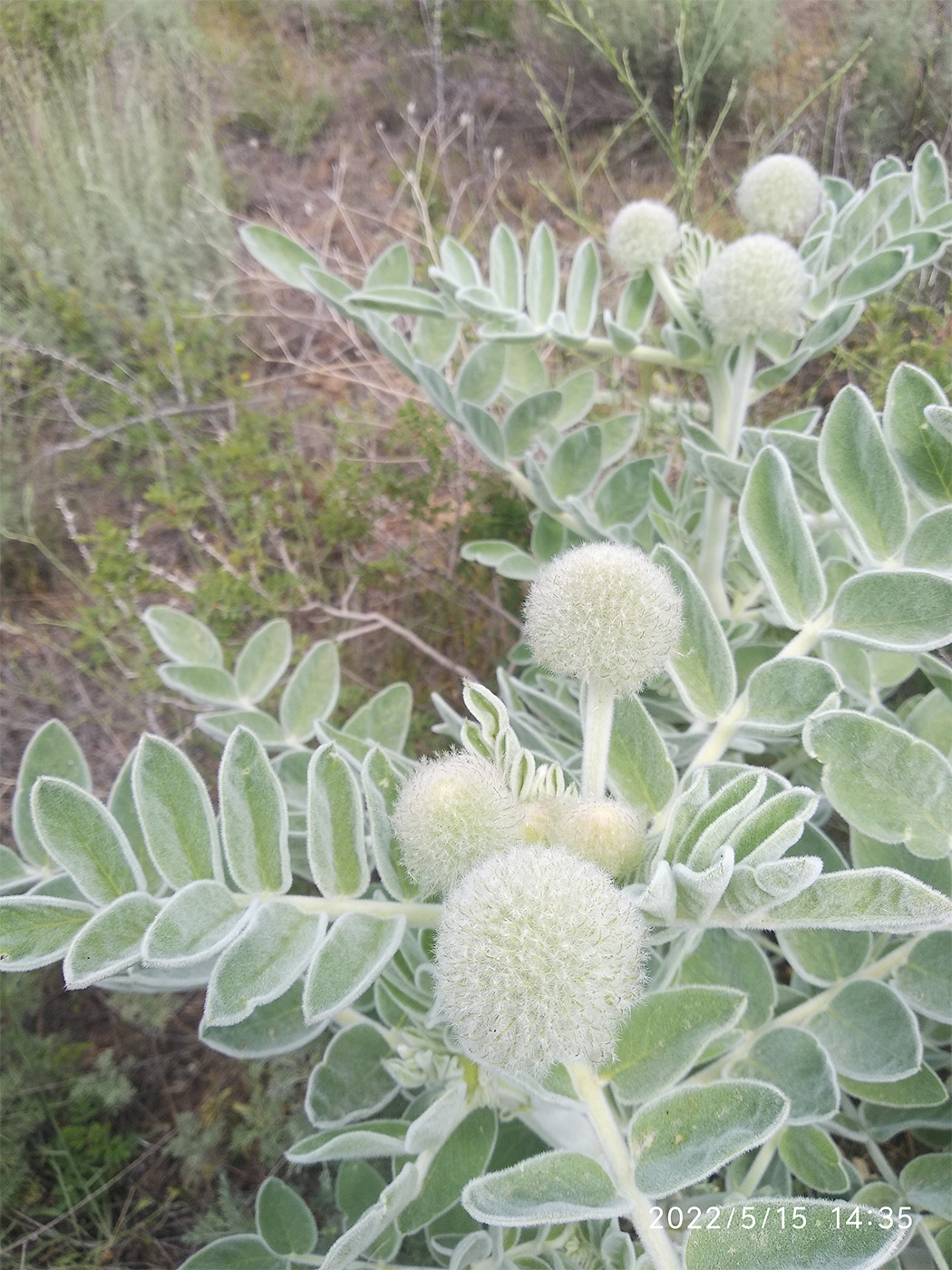 Image of Astragalus eximius specimen.