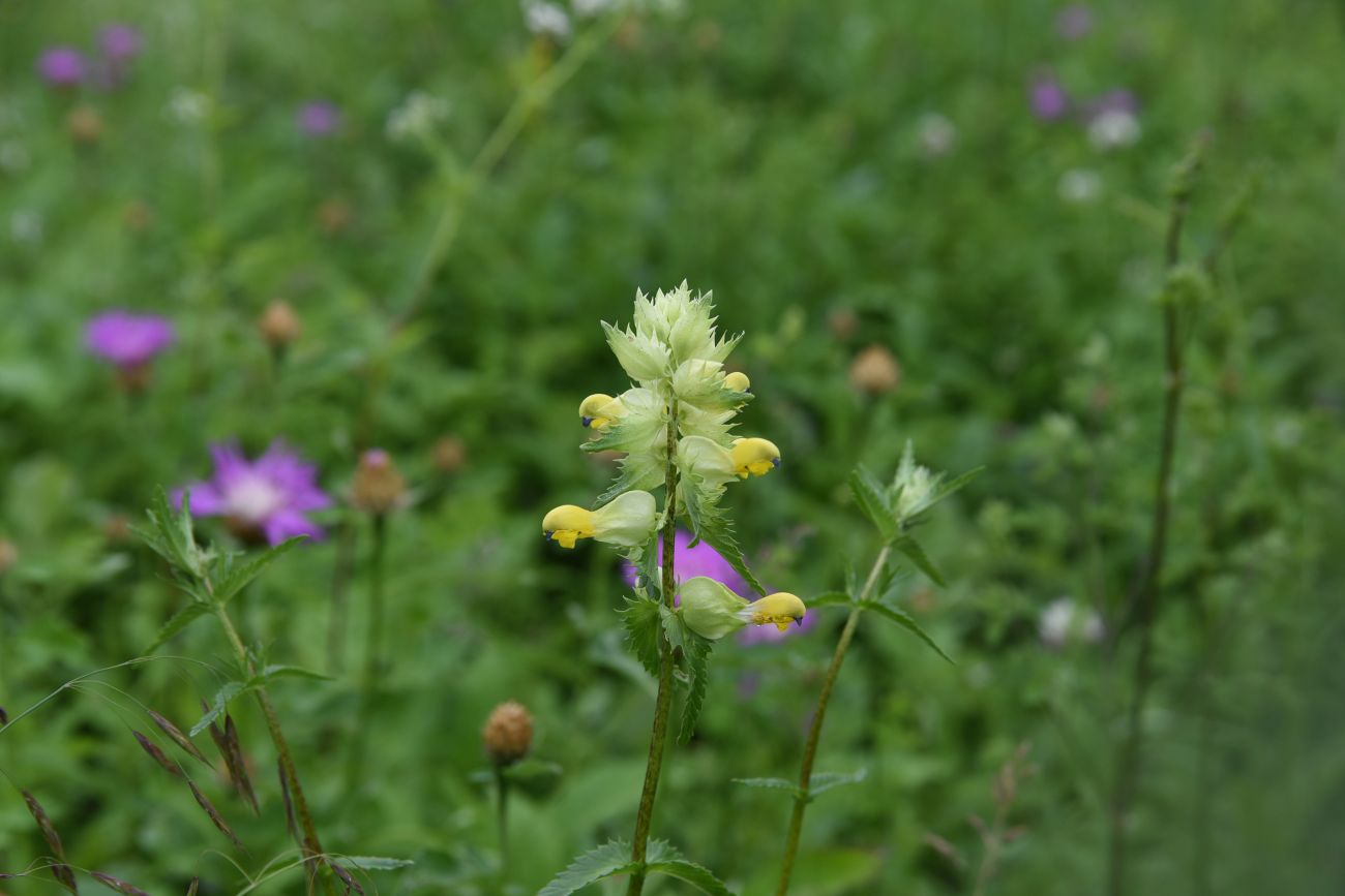 Изображение особи род Rhinanthus.