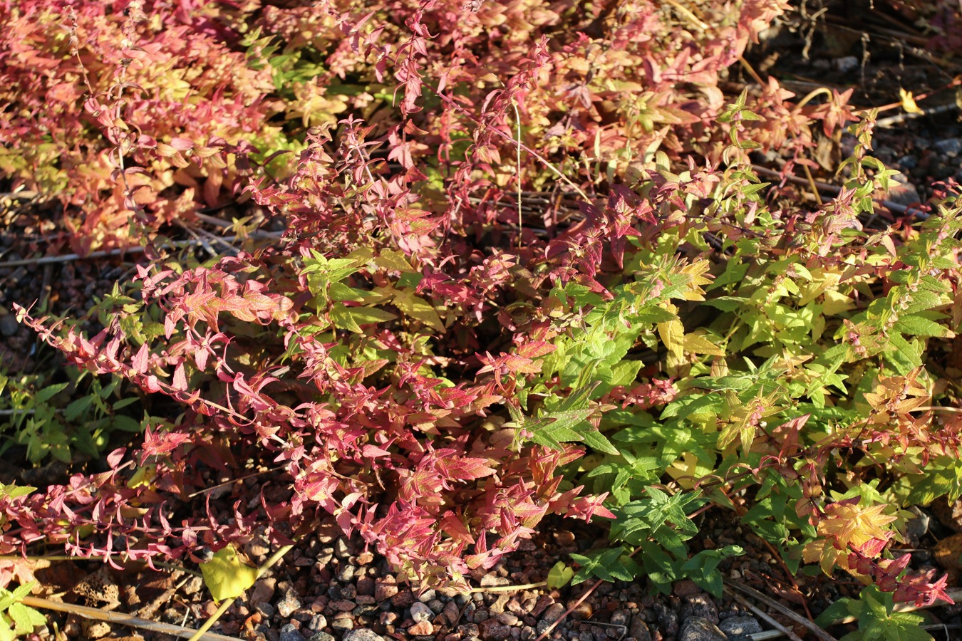 Image of Scutellaria galericulata specimen.