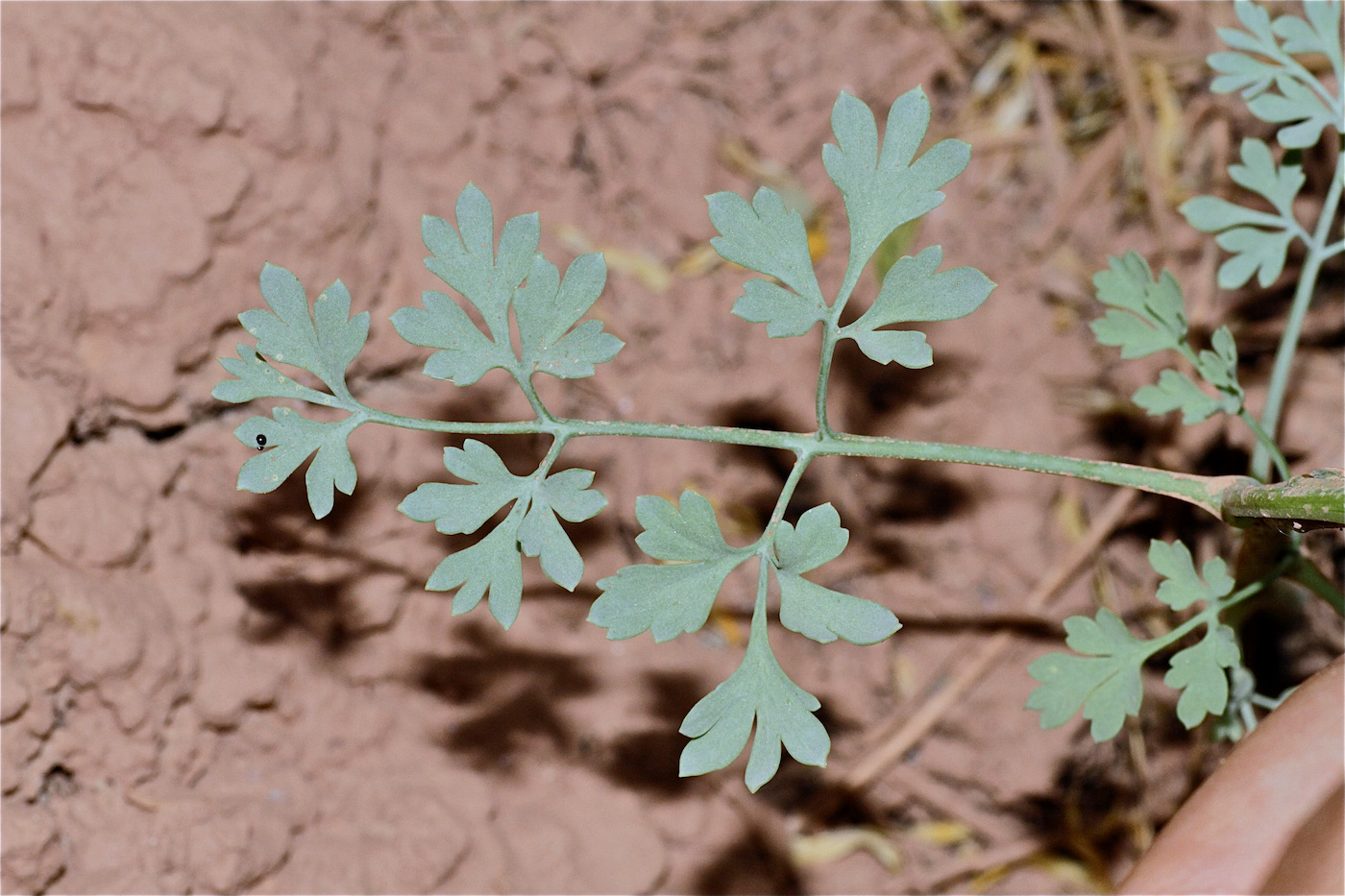 Image of Corydalis sangardanica specimen.