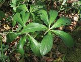 Helleborus caucasicus