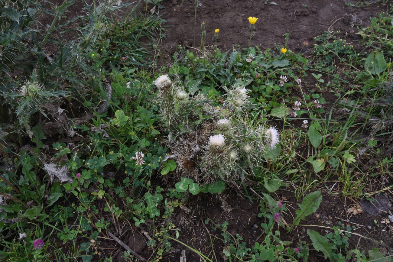 Image of Cirsium echinus specimen.