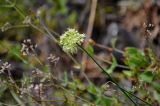 Allium condensatum