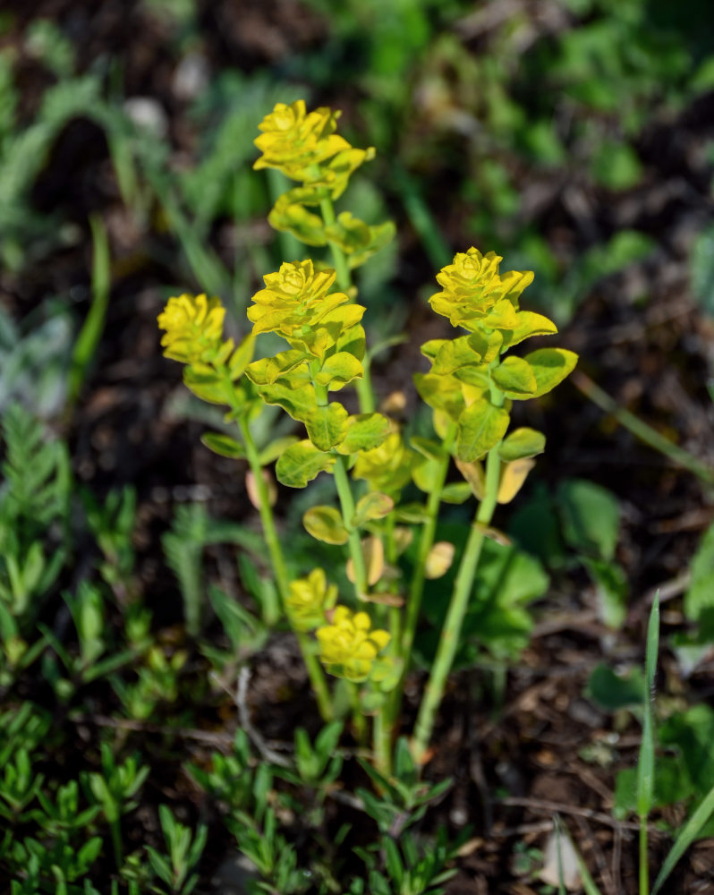 Изображение особи род Euphorbia.