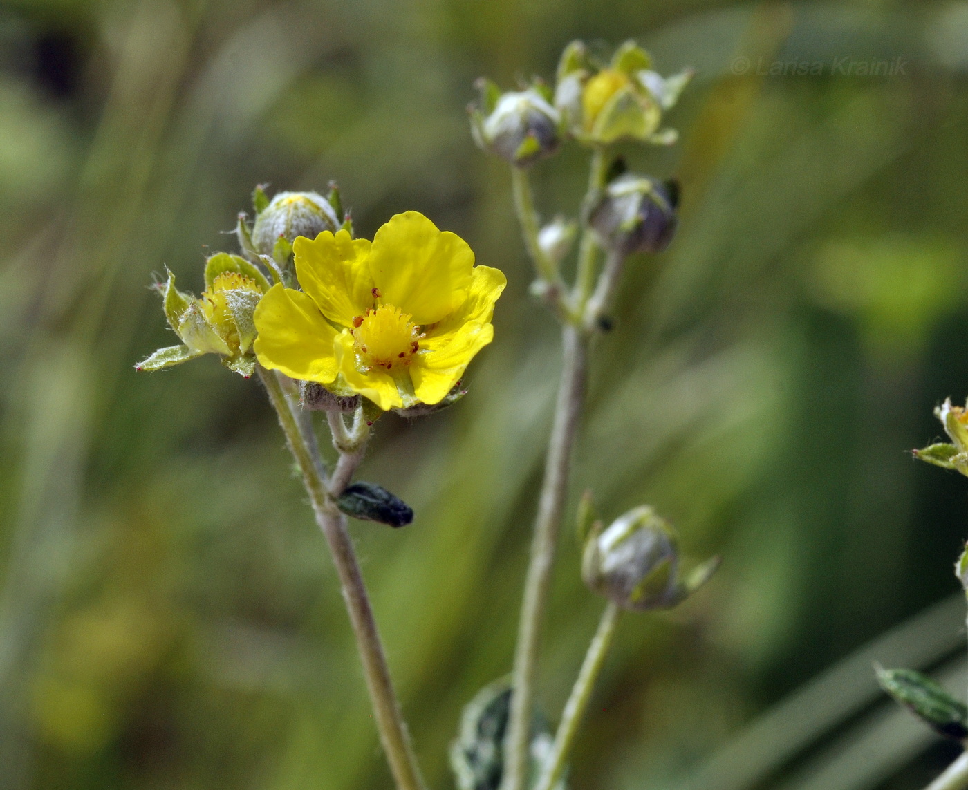 Image of Potentilla discolor specimen.