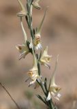 Image of taxon representative. Author is Александр Фатерыга