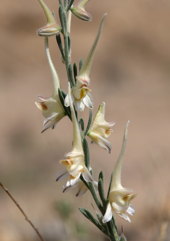 Image of Delphinium rugulosum specimen.