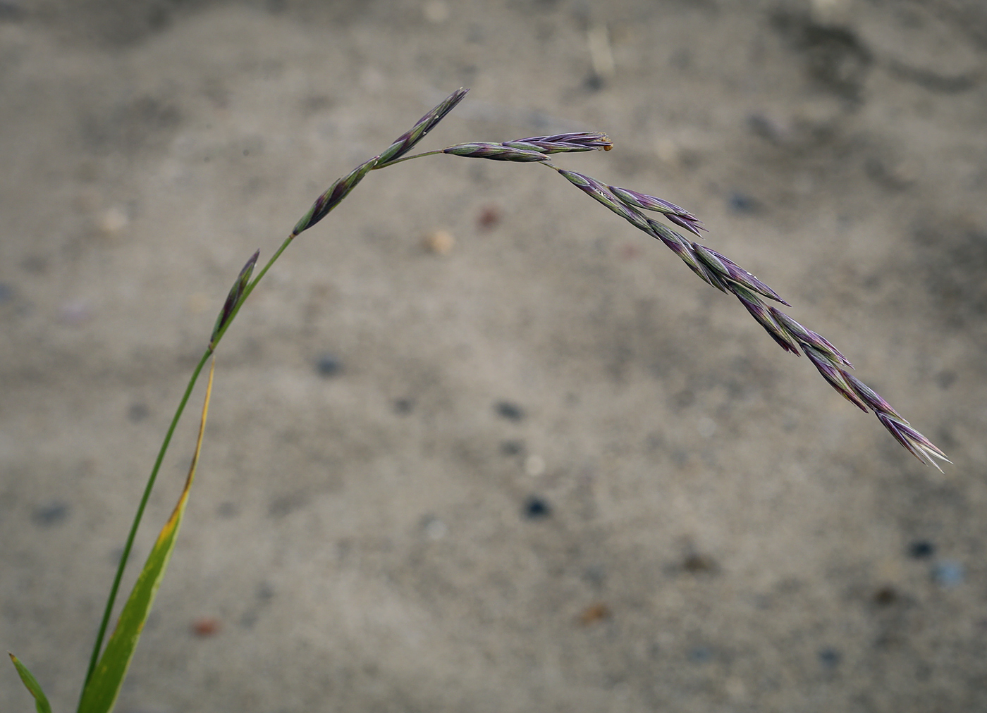 Изображение особи семейство Poaceae.