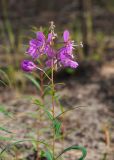 Chamaenerion angustifolium. Верхушка цветущего растения. Республика Саха (Якутия), Хангаласский улус, правый берег р. Сиинэ (Синяя), ур. Сердечко, сосновый лес на вершине сопки. 25.07.2023.