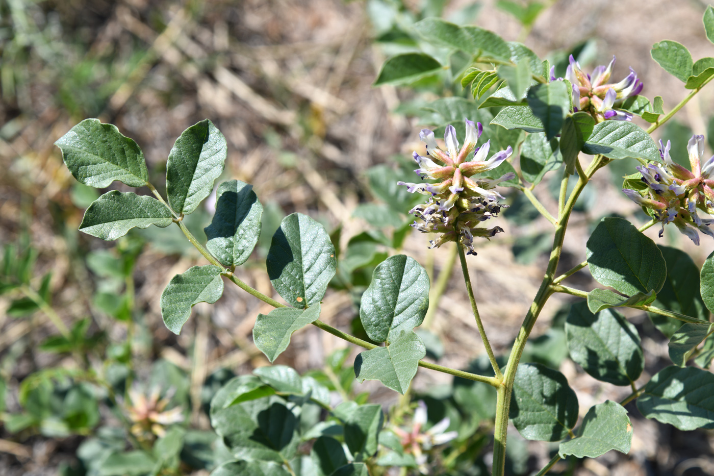 Изображение особи Glycyrrhiza soongorica.