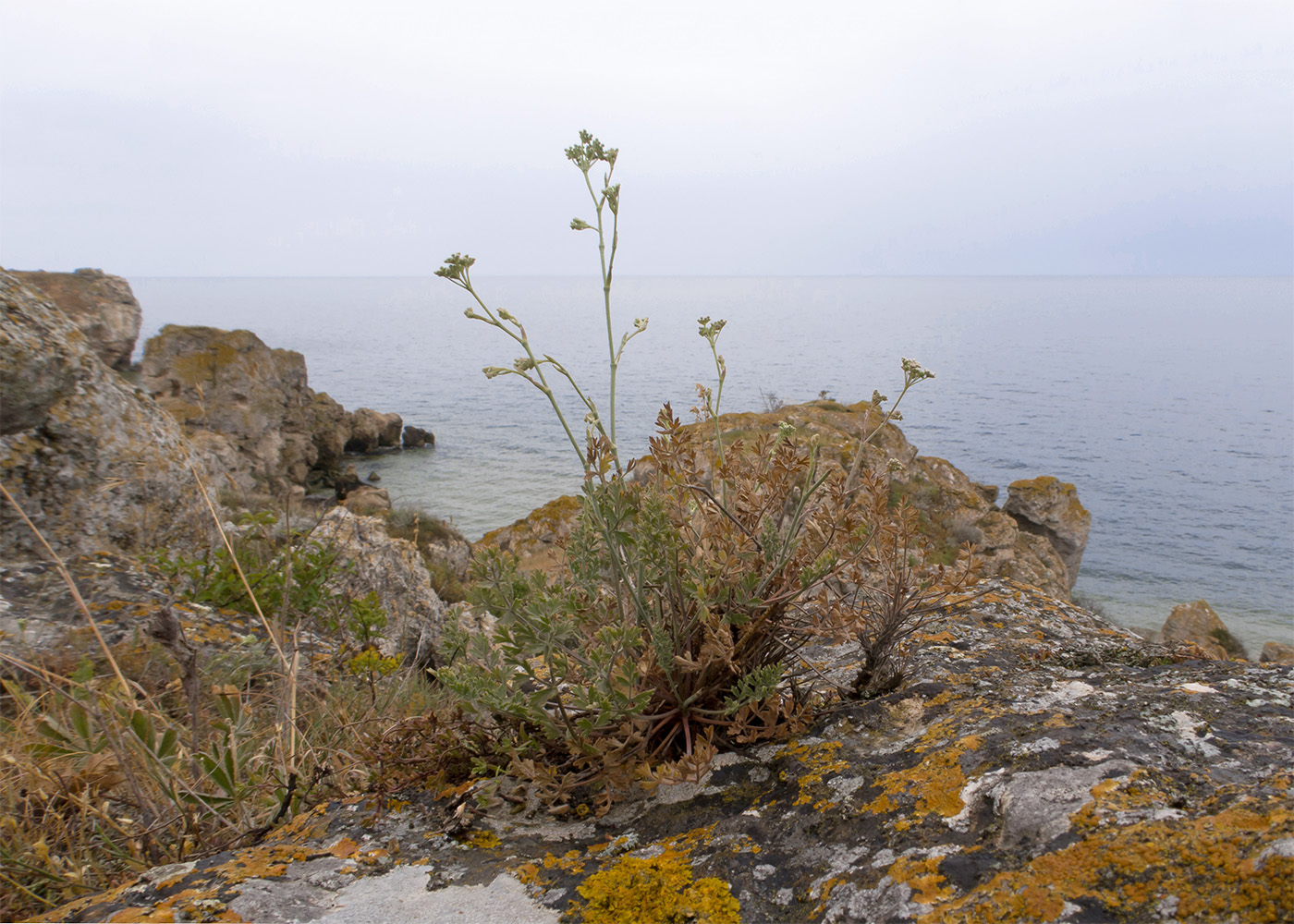 Image of Pimpinella tragium specimen.