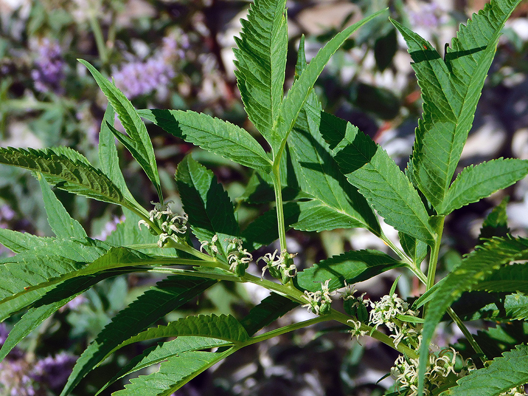 Image of Datisca cannabina specimen.