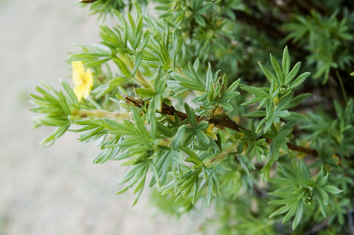 Image of Dasiphora parvifolia specimen.