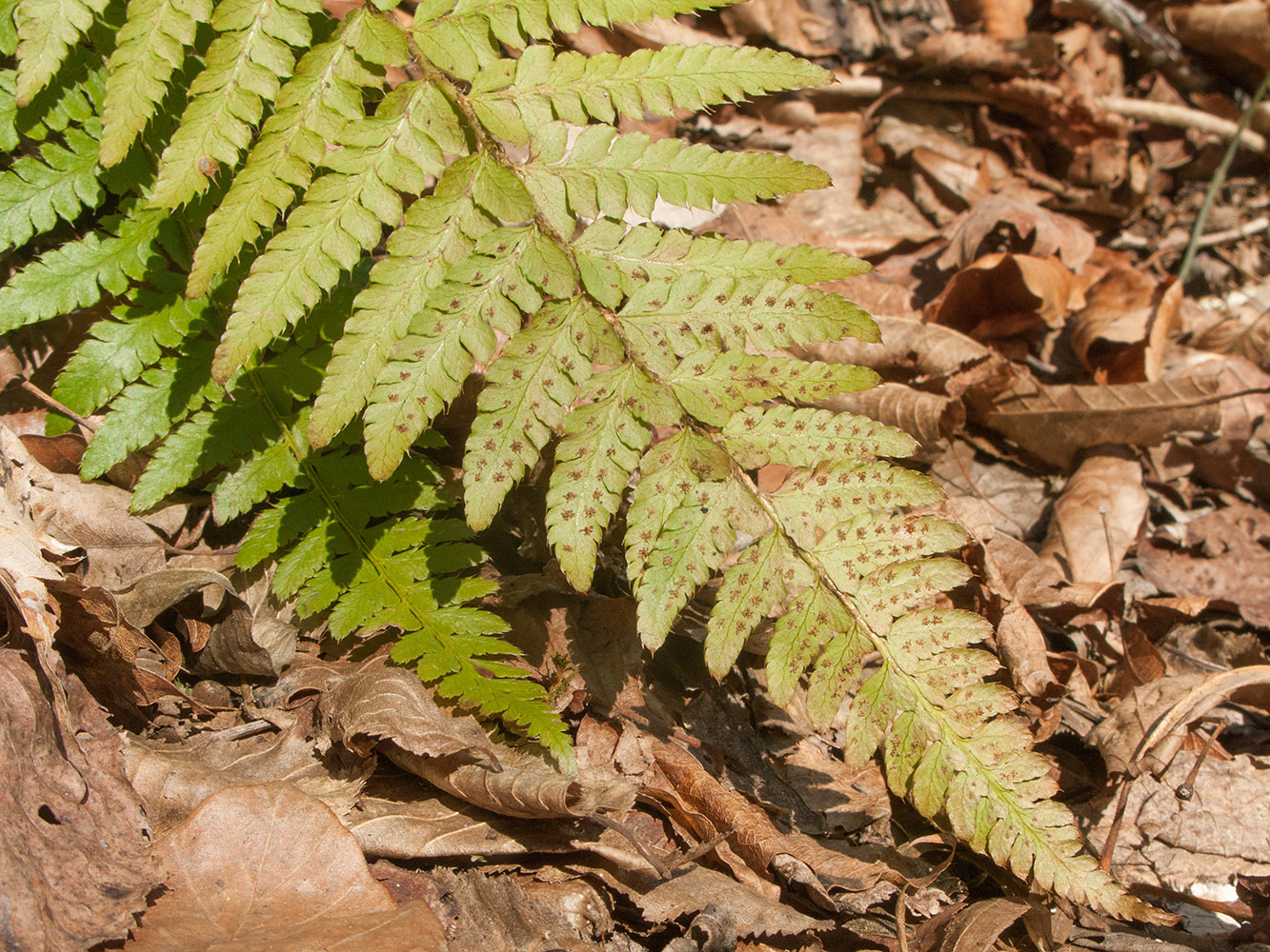 Изображение особи Polystichum braunii.