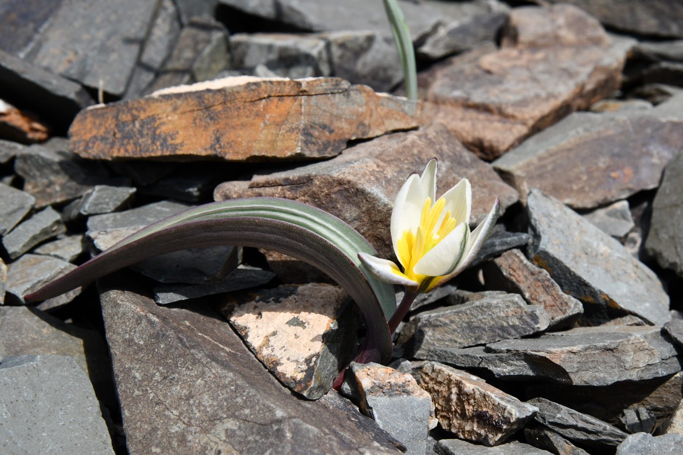 Изображение особи Tulipa regelii.