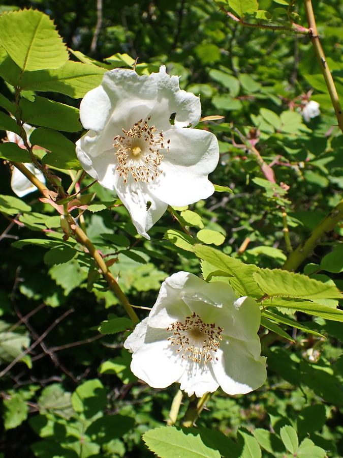 Image of Rosa acicularis specimen.