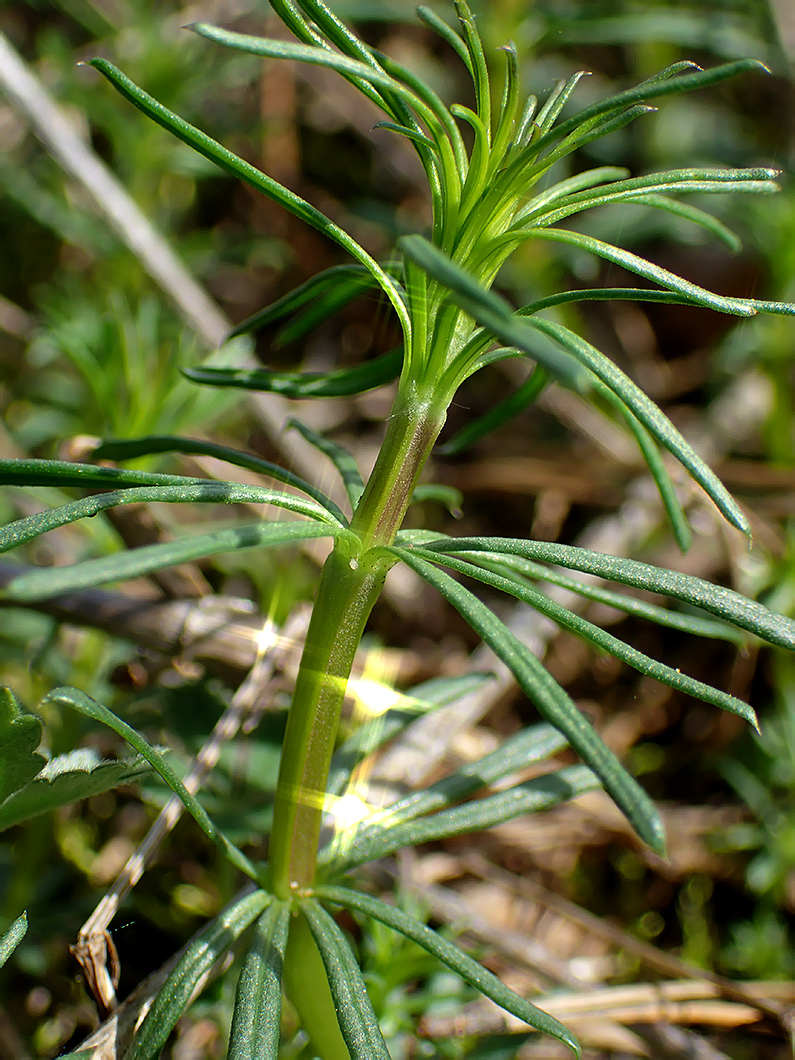 Image of Galium album specimen.