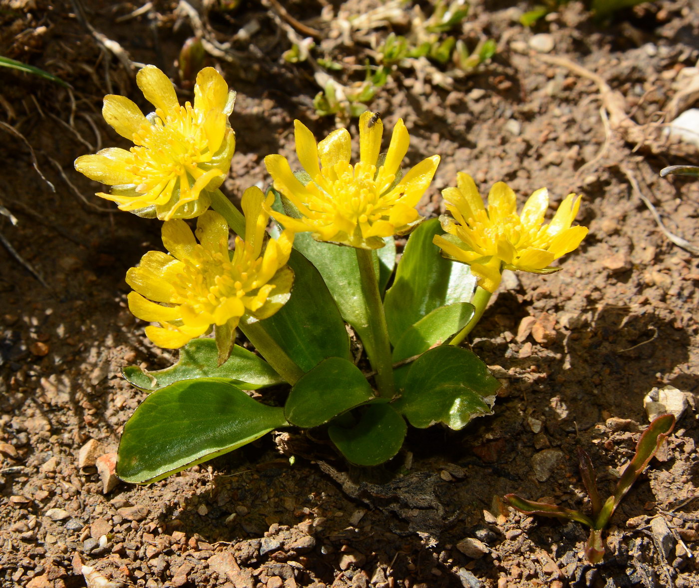 Image of Oxygraphis glacialis specimen.