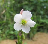 Drosera filiformis