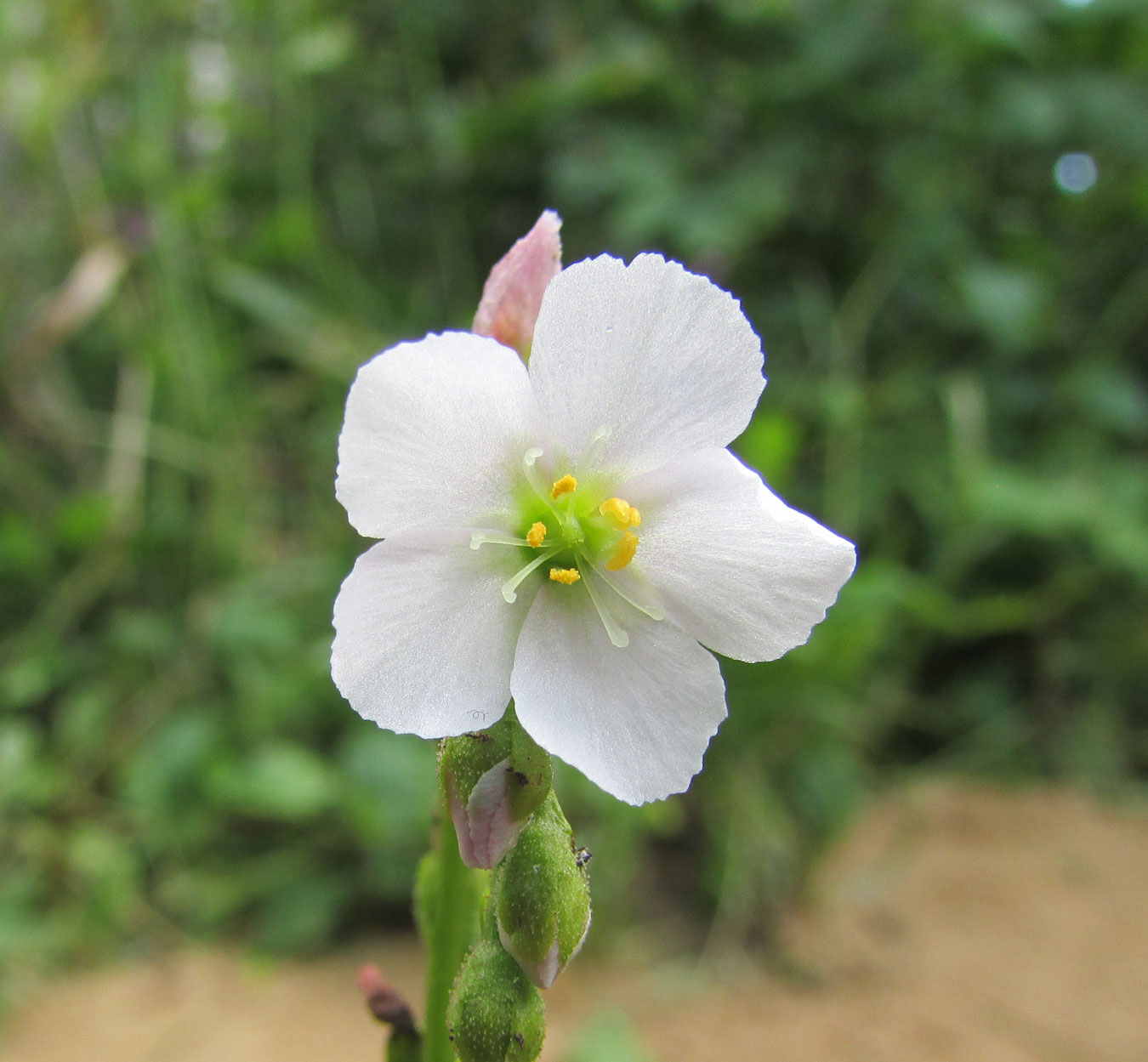 Image of Drosera filiformis specimen.