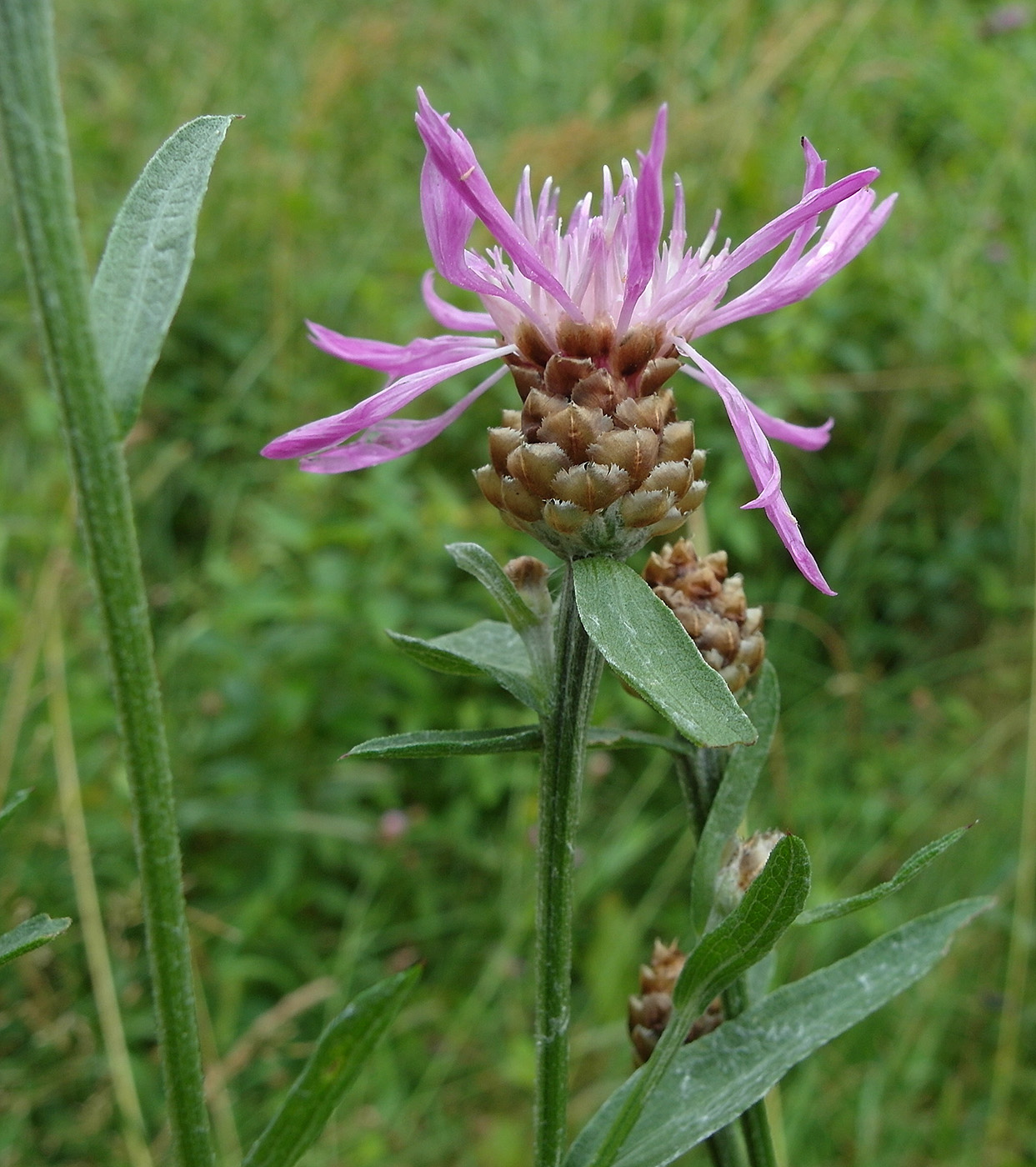 Image of Centaurea jacea specimen.