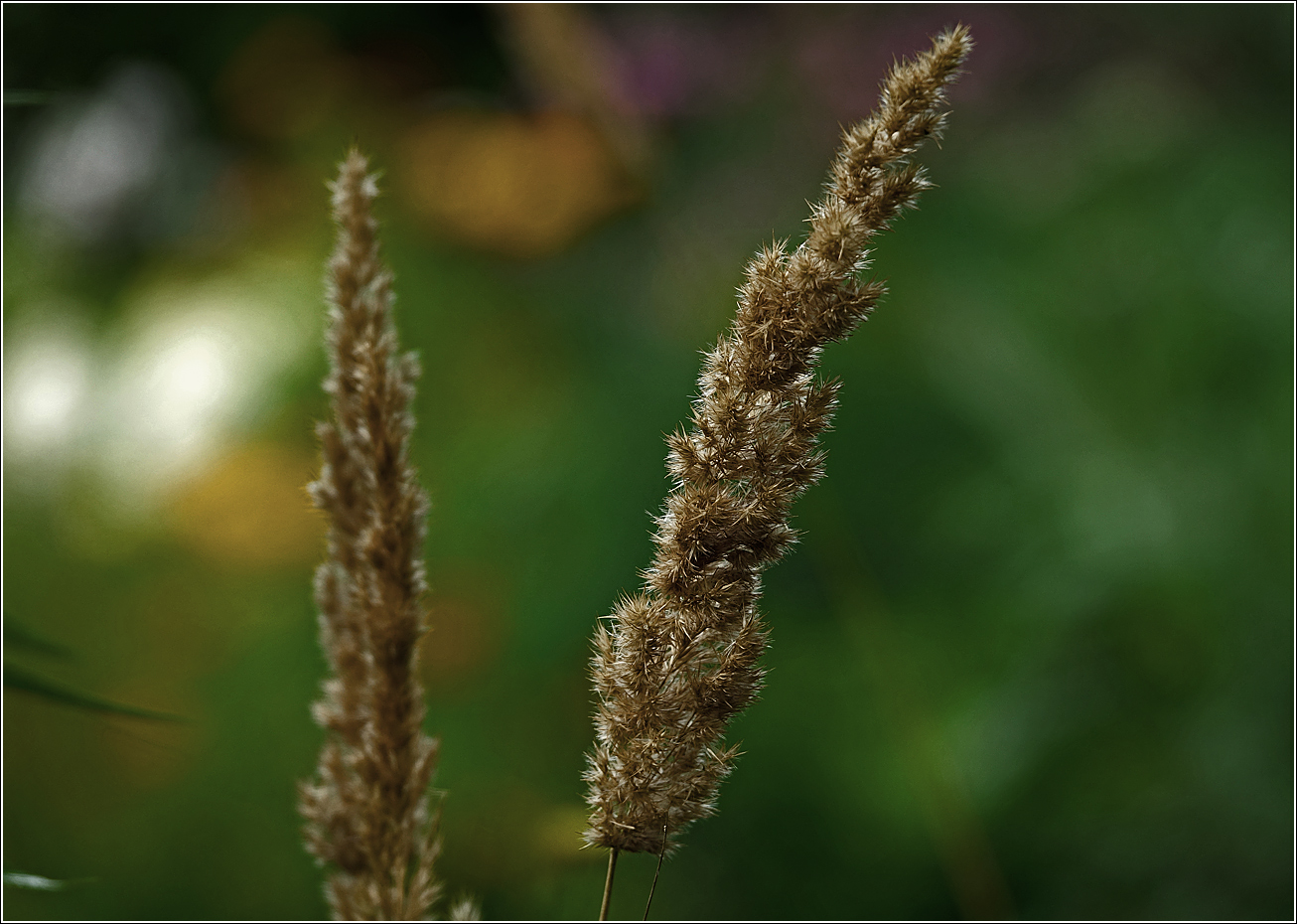 Изображение особи Calamagrostis epigeios.