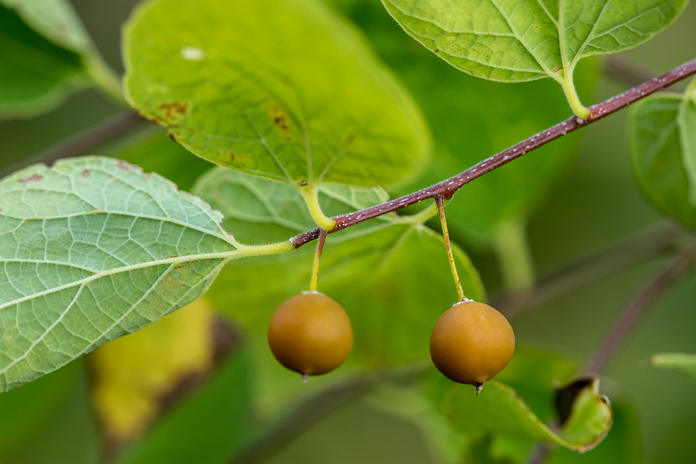 Image of Celtis occidentalis specimen.