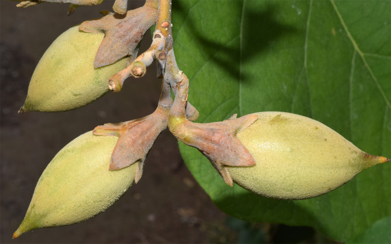 Image of Paulownia tomentosa specimen.