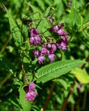 Impatiens glandulifera