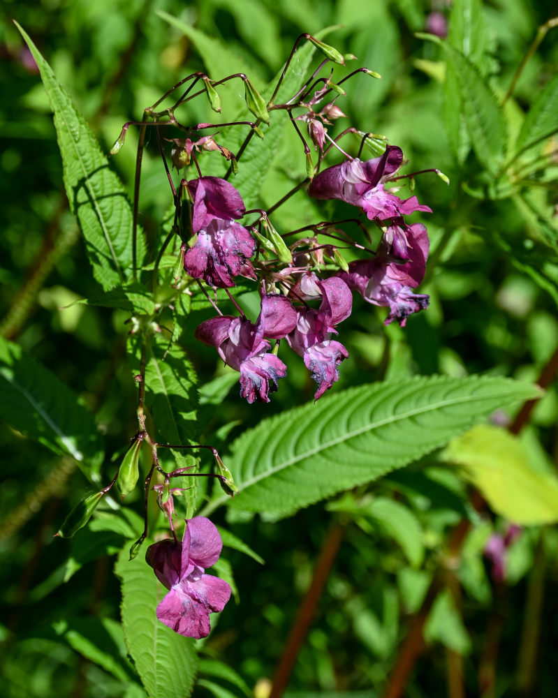 Image of Impatiens glandulifera specimen.