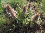 Pedicularis olgae