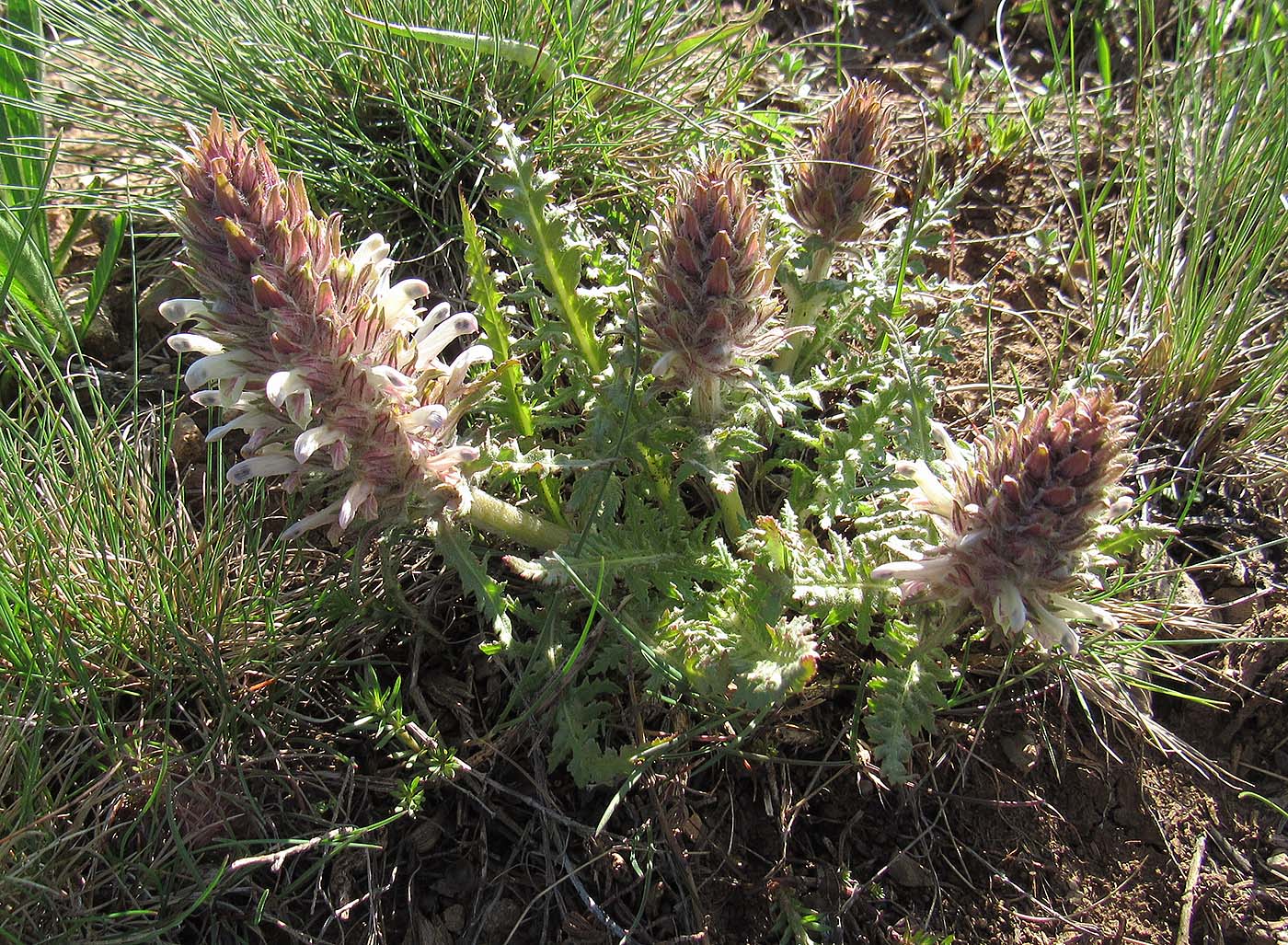 Изображение особи Pedicularis olgae.