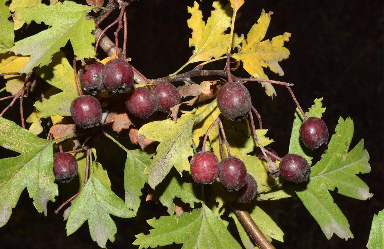 Image of genus Crataegus specimen.