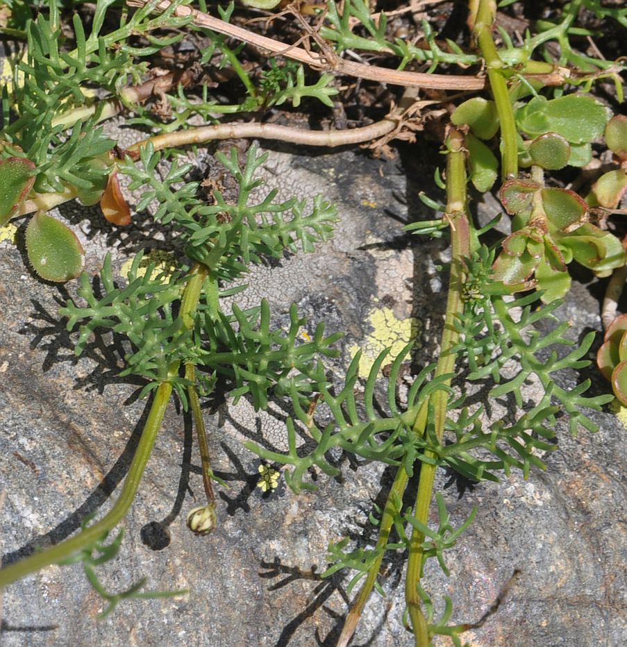 Изображение особи Pyrethrum dolomiticum.