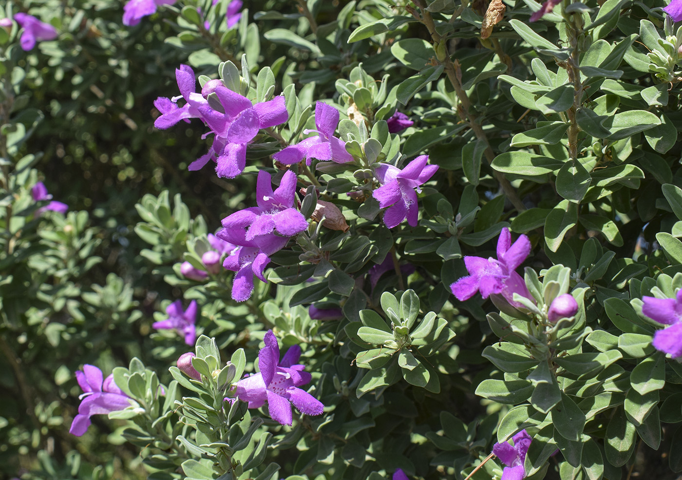 Изображение особи Leucophyllum frutescens.