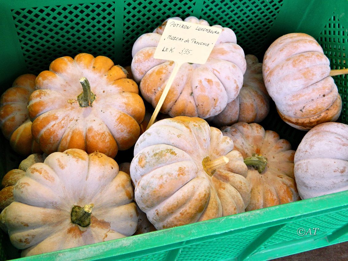 Изображение особи Cucurbita maxima.