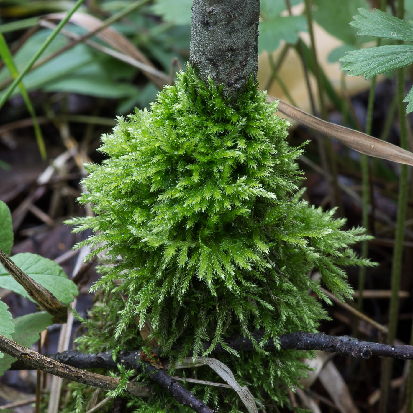 Image of familia Brachytheciaceae specimen.