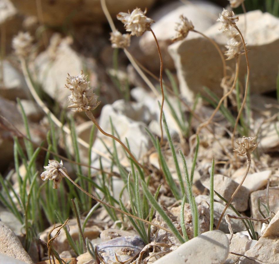 Image of Plantago ovata specimen.