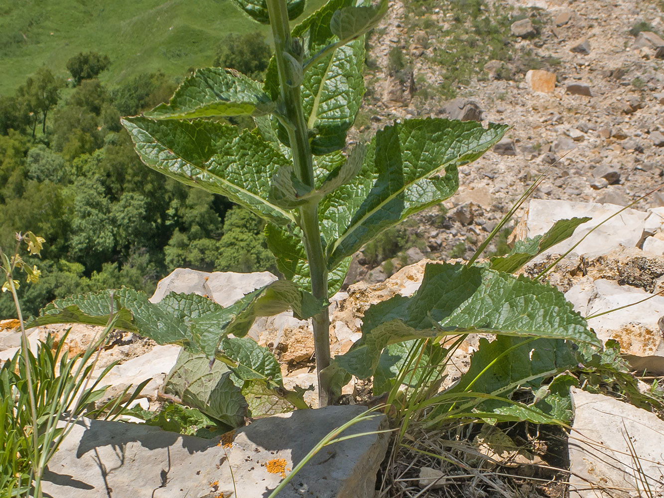 Изображение особи Verbascum lychnitis.