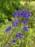 genus Delphinium