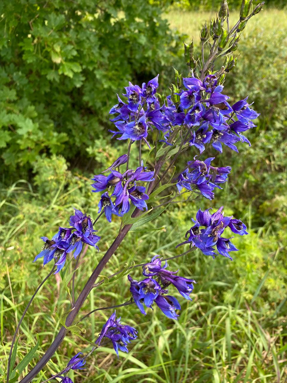 Image of genus Delphinium specimen.