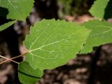 Populus tremula