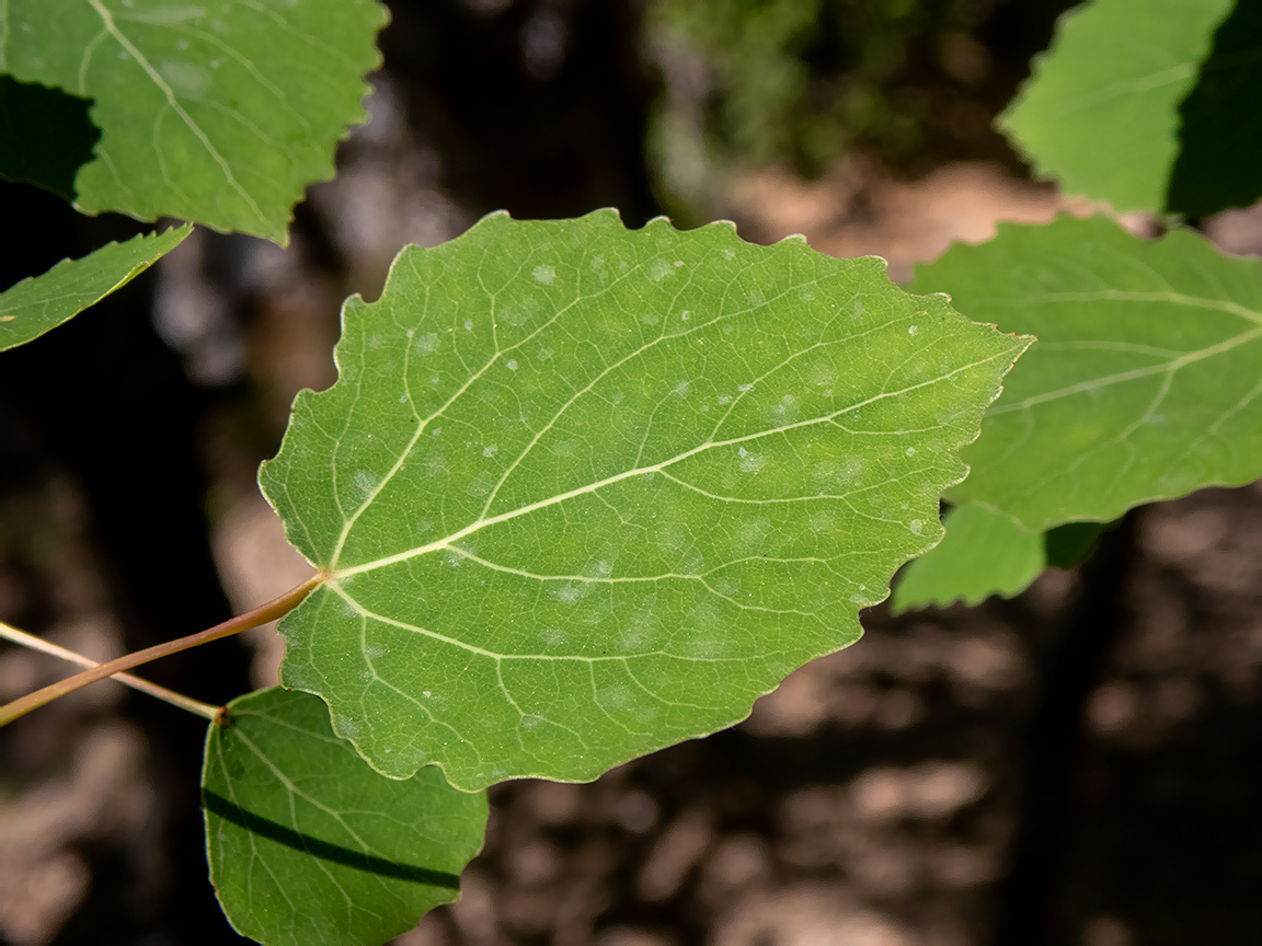 Изображение особи Populus tremula.