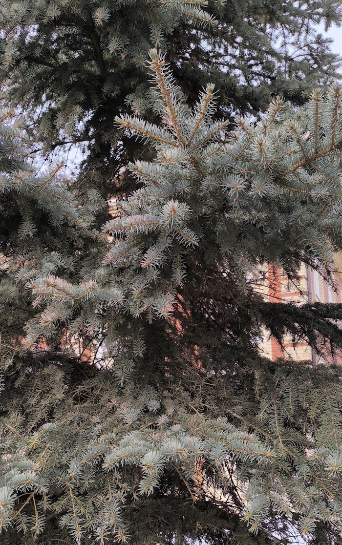 Image of Picea pungens f. glauca specimen.