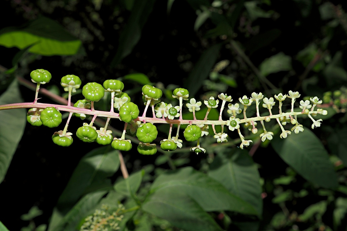 Image of Phytolacca americana specimen.