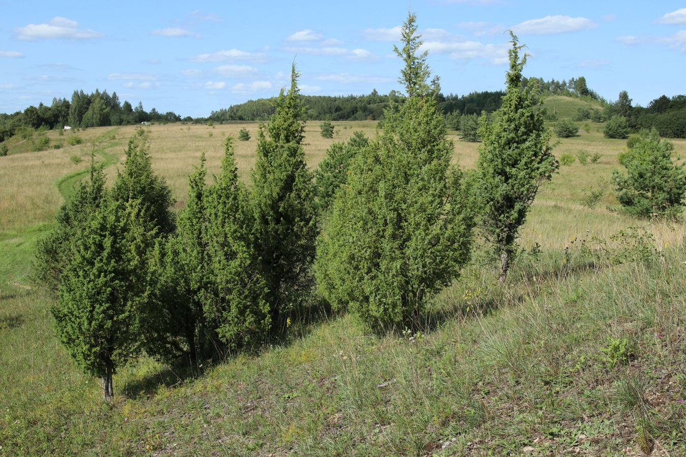 Image of Juniperus communis specimen.