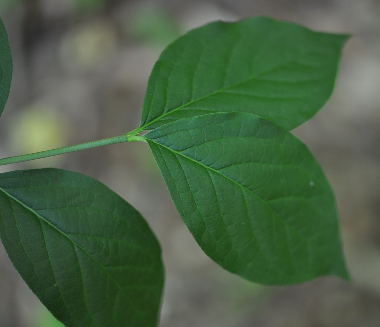 Image of Euonymus latifolius specimen.