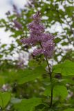 Смотреть изображение Syringa × henryi