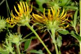 View full-size image Inula britannica