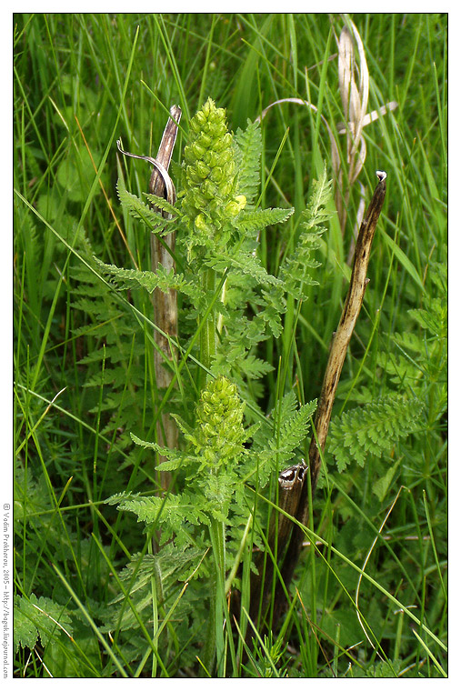 Image of Pedicularis kaufmannii specimen.